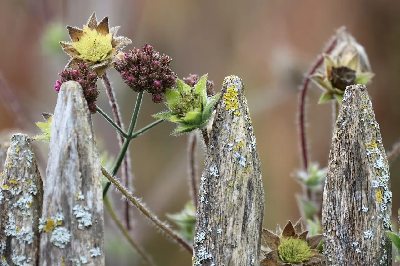 Havehjørne med hegn og blomster