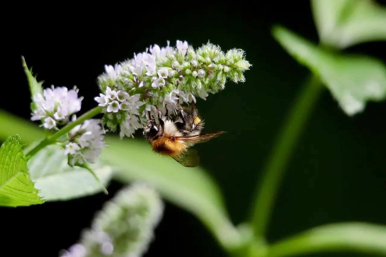 Skab en insekt- og fuglevenlig have med hjemmehørende planter